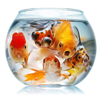 Pet Supplies