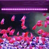Aquarium LED light for fish tank, waterproof submersible light for fresh and salt water LED bar light lampRS- 400Le (Blue and White)
