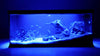 Despacito Aquarium Led Light for Fish Tank, Aquarium Fully Submersible Led Light Suitable for Fresh and Salt Water(Blue+White, T4-400)